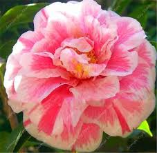 50 Pcs Multicolor Camellia 21 Rare Colors Camellia Perennial Indoor Bonsai Flower For Home Garden Potted Plants Easy To Gr Camellia Plant Bonsai Flower Flowers