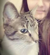 Lost pet in Oak Park area