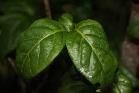 Image result for Rytigynia sp. N