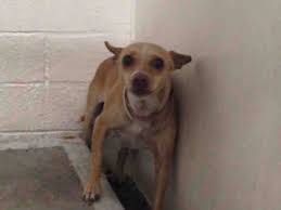 Gardena Ca Carson Facility Very Urgent Nobody Has Rescued This Little Scared Young Chihuahua From The High Kill Shelter Animal Shelter Humane Society Spca
