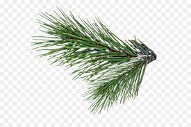 Looking at the tradition of christmas tree you can start again in the celebration of. Family Tree Background