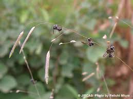 Image result for Eragrostis heteromera