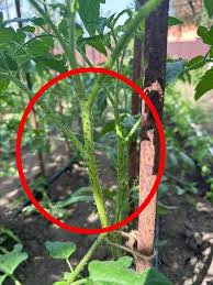 Image result for BLACKFLY ON TOMATO PLANTS