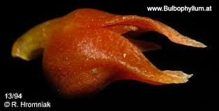 Image result for Stolzia compacta