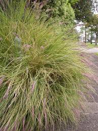 Image result for Cenchrus setaceus