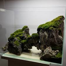 Asd Asd Adli Kullanicinin Terrarium Bonsai Aquascape Panosundaki Pin Goruntuler Ile Akvaryumlar Akvaryum Teraryum