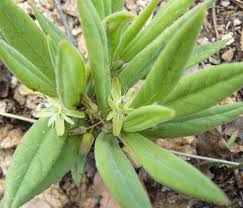 Image result for Basananthe sandersonii