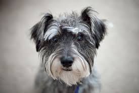 Helaas is het parvovirus nog steeds verantwoordelijk voor sterfte onder honden. Parvovirose Beim Hund Hundekrankheiten Hunde Ratgeber Ratgeber Pets Nature Online Shop
