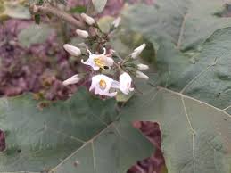 Image result for Solanum torvum