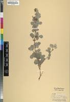 Image result for Rhynchosia albissima