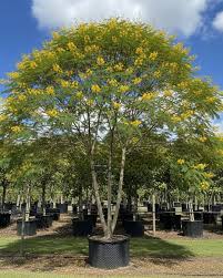 Image result for Caesalpinia ferrea