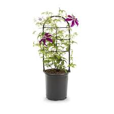 Check spelling or type a new query. 2 5 Quart In Pot Clematis In The Perennials Department At Lowes Com