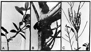 Image result for Sphaeropsis tumefaciens oleander symptoms