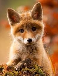 Zorrito Cute Animals Animals Baby Animals Pictures