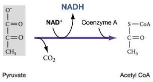 Pyruvate - Definition, Structure, Formula And Biological Reactions