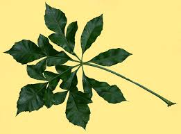 Image result for Cussonia spicata