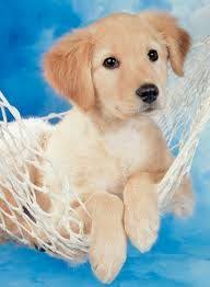 Maybe you would like to learn more about one of these? Schattige Dieren Google Zoeken Schattige Dieren Dieren Schattigste Dieren