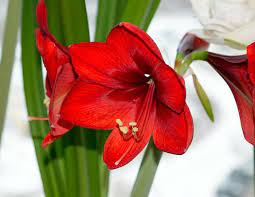 Jardinage · 1 decade ago. Amaryllis Culture Arrosage Et Conseils D Entretien