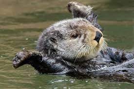 Sea Otter Enhydra Lutris Tom Pat Leeson Cute Animals Sea Otter Animals