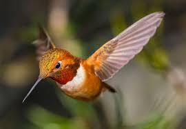 The rate at which hummingbirds beat their wings is truly astounding. The Origins Of Hummingbirds Are Still A Major Mystery Audubon