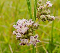 Image result for Sisyranthus imberbis