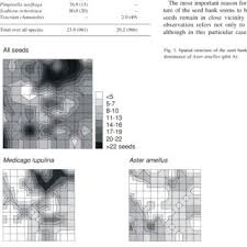 Image result for Wahlenbergia collomioides