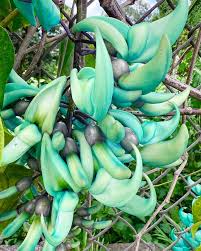 Image result for Strongylodon macrobotrys