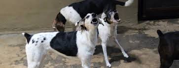 Local pet food and supply store near atlanta, ga. The 15 Best Pet Stores In Atlanta