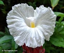Image result for Costus