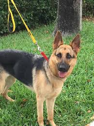 German shepherd dogs & puppies in uk. German Shepherd Dog Dog For Adoption In Coral Springs Fl Adn 803803 On Puppyfinder Com Gende German Shepherd Toys Female German Shepherd German Shepherd Dogs