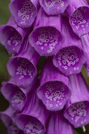 Purple Bells By James Sharp 500px Beautiful Flowers Flowers Beautiful Blooms