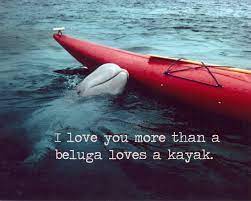 Love You More Than A Beluga Loves A Kayak Quotes Beluga Love Quote Kayaking Sea Kayaking Beluga Whale