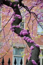 We did not find results for: Red Bud Tree With Actual Buds On The Trunk Very Common For This Tree Flowering Trees Redbud Tree Red Bud Tree