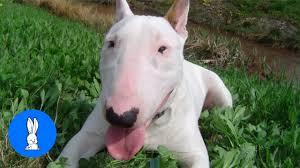 English bull terrier (english bulldog & bull terrier mix) nicole cosgrove last updated: English Bull Terriers Are The Cutest Compilation Youtube