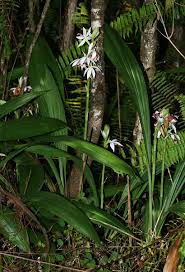 Image result for Phaius