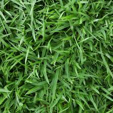 Pin By Astrid Wolfmoon On Bb In 2020 Zoysia Sod Best Grass Seed Grass Seed For Shade