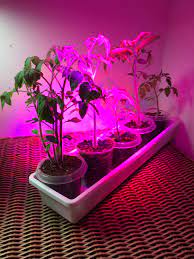 Smaller plants such as lettuce, basil, and dill for example are happy to grow under a white led light that is just one colour temperature. Tomatoes Under Led Grow Light Grow Lights Led Grow Lights Led Grow