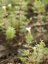 Image result for Limnophila indica