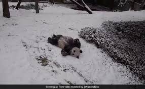 Klik tombol di bawah ini untuk pergi ke halaman website download film mood of the day (2016). Viral This Video Of Pandas Playing In Snow Is Pure Joy