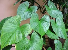 Nampu hijau – ( Hortikultura )