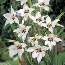 Rare flowers flowers nature beautiful flowers orchid flower arrangements ikebana flower arrangement orchid pot orchid plants cactus shade garden shiva gardening colorful beautiful blue orchids white orchids gardens beautiful landscapes. Acidanthera Peacock Orchid Bulbs 5 Bulbs Very Rare And Beautiful Flowers Buy Online In Bahamas At Bahamas Desertcart Com Productid 100700350