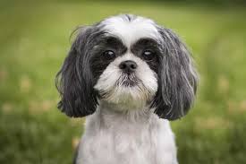 Black And White Shih Tzu Rare Shih Tzu Colors Explained