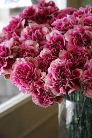 Hurricane Carnation Carnation Flower Flowers Pretty Flowers
