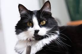 According to kptv , chuck hawley was driving down a busy road near salem, oregon, when he. Foster Kittens Cats Cat Adoption Team