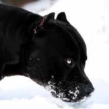 Prague Beauty Beast Pitbull All Black Pitbull Black Pitbull Scary Dogs