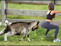Having A Bored Day Funniest Animals Scared People Reaction Of 2019 Weekly Funny Animal Video Evening Standard