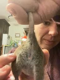 What are we thinking boy or girl ?💙💖