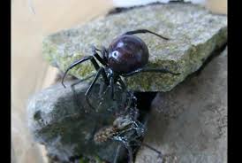 W zachodnim skrzydle znajdują się biura. Watch Venomous Spider Stowed Away In Volkswagen Imported From United States Upi Com