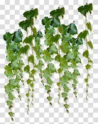 Vine Tree Tree Transparent Background Png Clipart Pink Flowering Trees Grape Tree Trees Top View