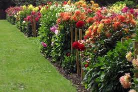 See Our Choice Of The Best Dahlias From Pompom To Cactus And Our Guide To Growing Them On House Design Dahlias Garden Growing Dahlias Longfield Gardens